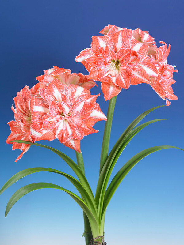 Amaryllis Sunshine Nymph