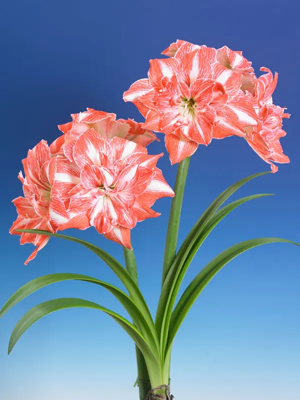 Amaryllis Sunshine Nymph