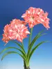 Amaryllis Sunshine Nymph