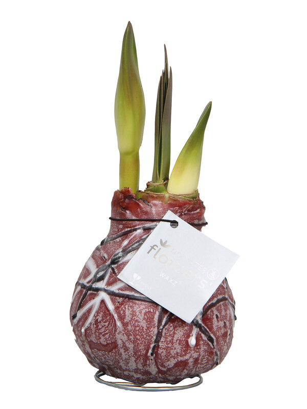 Amaryllis Van Gogh Bordeaux Wax