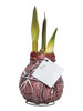 Amaryllis Van Gogh Bordeaux Wax