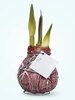Amaryllis Van Gogh Bordeaux Wax