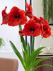 Amaryllis Van Gogh Bordeaux Wax