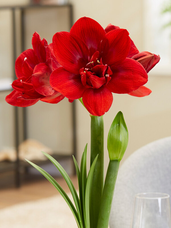 Amaryllis Velvet Nymph