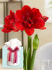 Amaryllis Velvet Nymph
