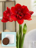 Amaryllis Velvet Nymph