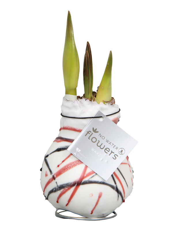 Amaryllis Van Gogh Wax White