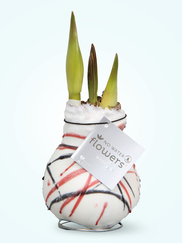 Amaryllis Van Gogh Wax White