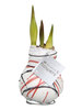Amaryllis Van Gogh Wax White