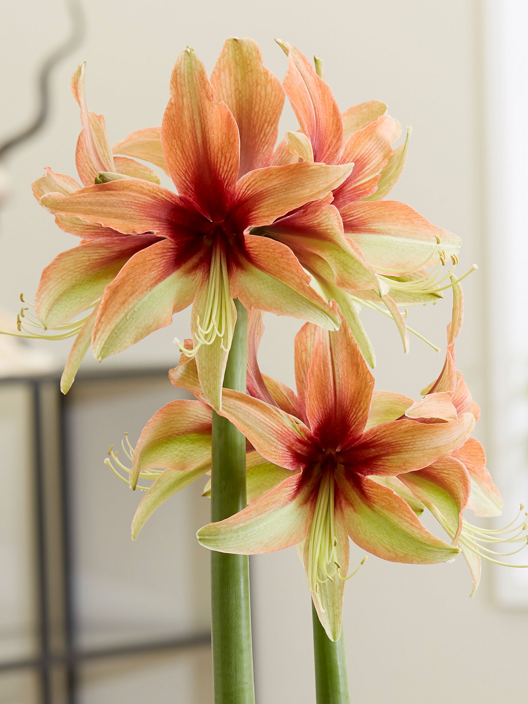 Amaryllis Wild Amazone | Bluestone Perennials