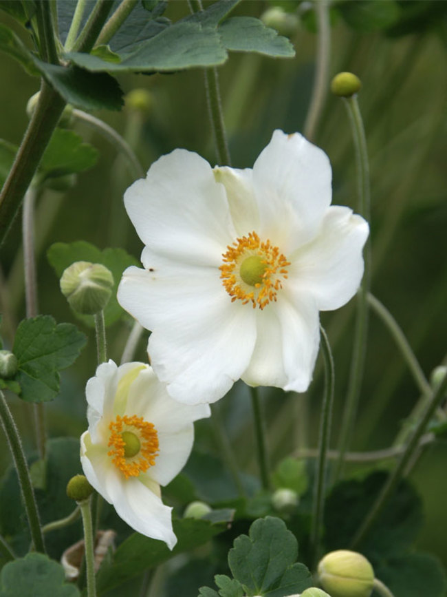 Anemone Andrea-Atkinson