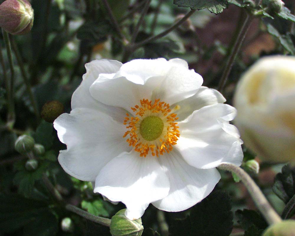 Anemone Andrea Atkinson | Bluestone Perennials