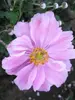 Anemone Alice