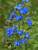 Anchusa Blue Angel