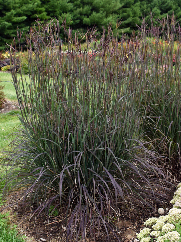 Andropogon Blackhawks