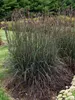 Andropogon Blackhawks