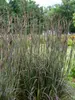 Andropogon Blackhawks