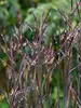 Andropogon Blackhawks