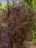 Andropogon Blackhawks
