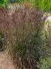 Andropogon Blackhawks