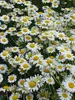 Anthemis E.C.-Buxton