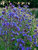 Product Viewer - ANCHUSA DROPMORE