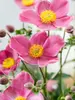 Anemone Fantasy Jasmine