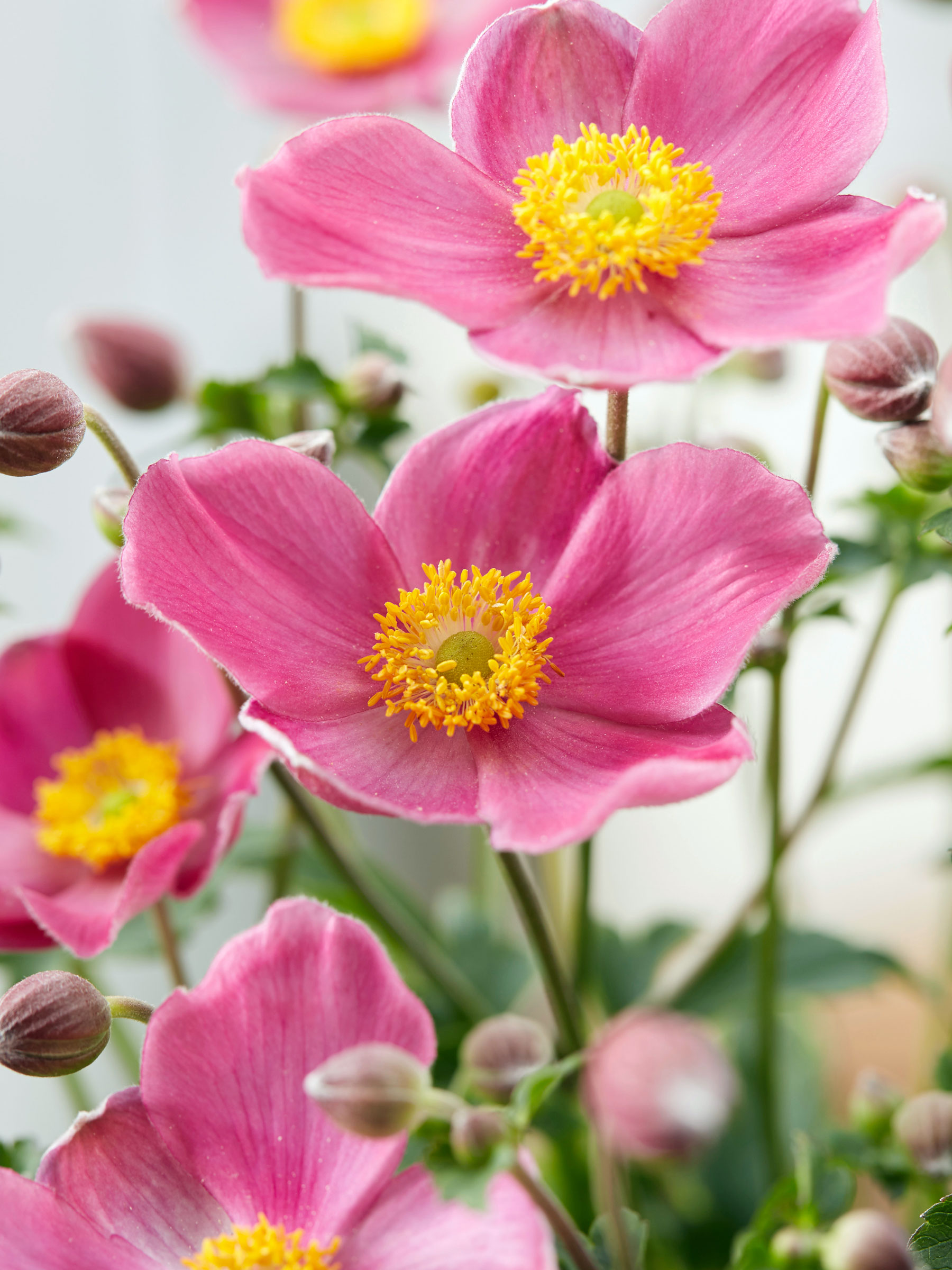 Anemone Fantasy Jasmine | Bluestone Perennials