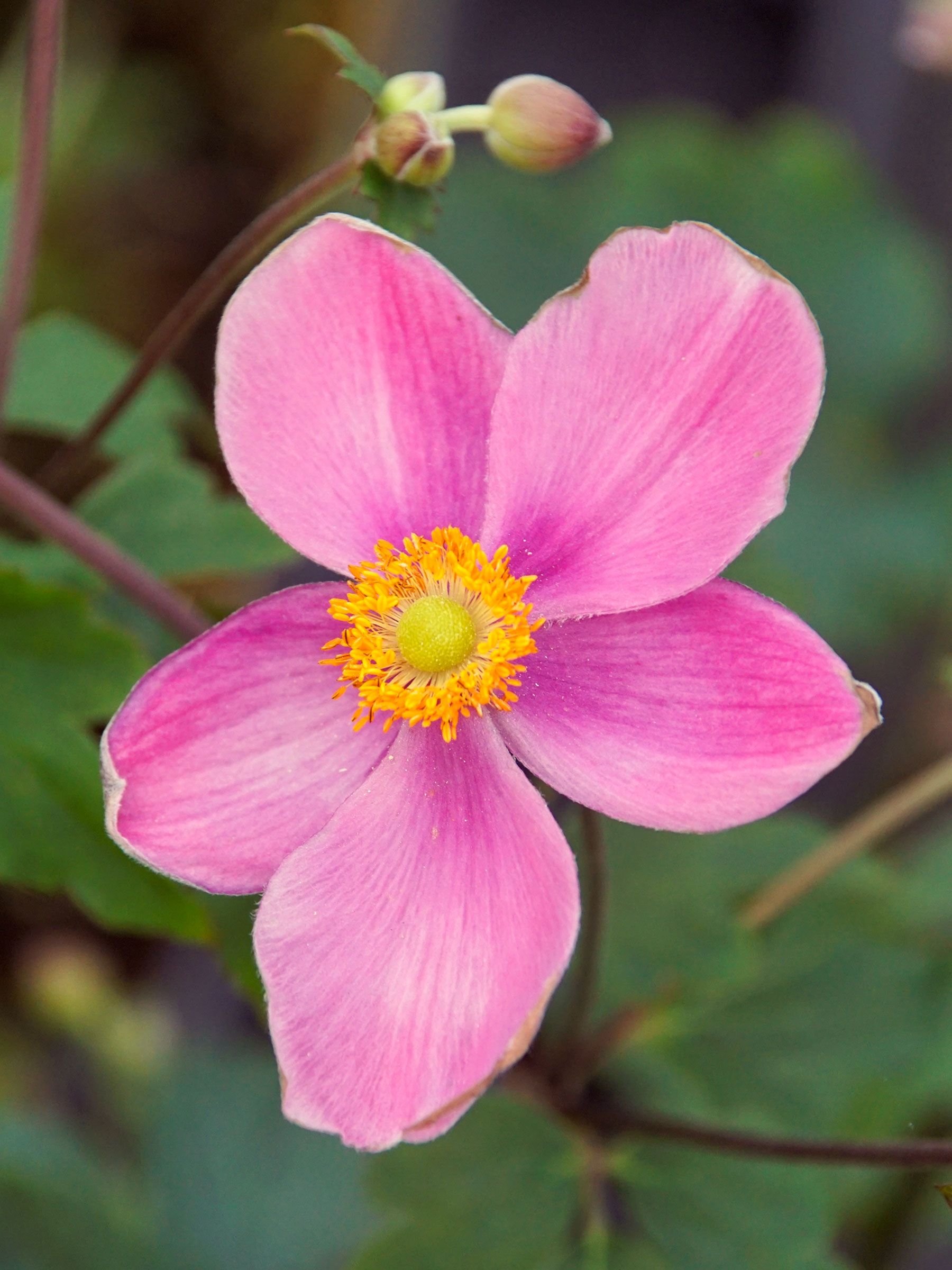 Anemone Fantasy Jasmine | Bluestone Perennials
