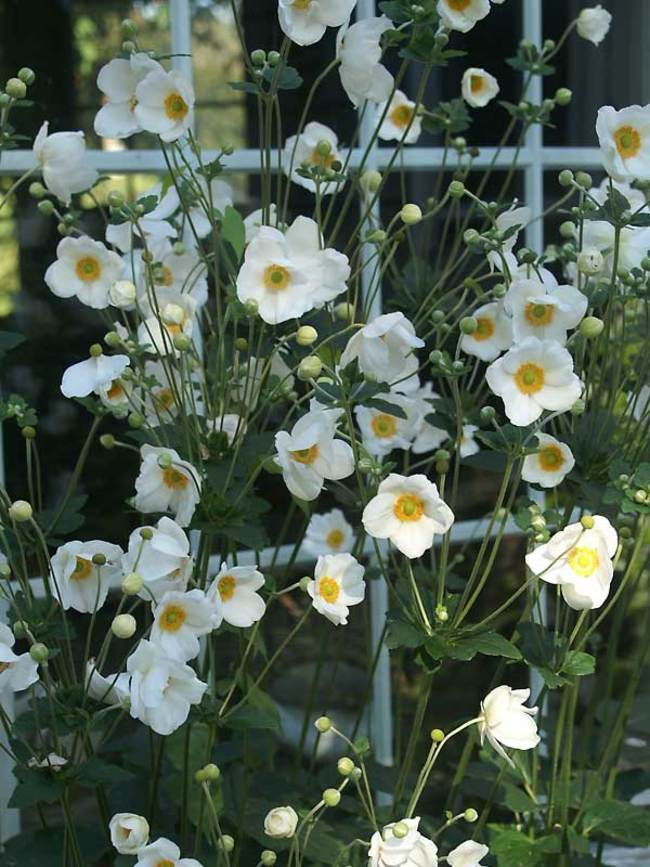 Anemone Honorine Jobert | Bluestone Perennials