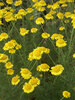 Anthemis Kelwayi