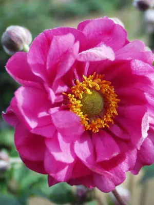 Link to Anemone Margarete