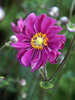 Anemone Margarette