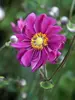Anemone Margarette