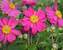 Anemone Pamina