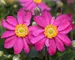 Anemone Pamina