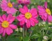 Anemone Pamina