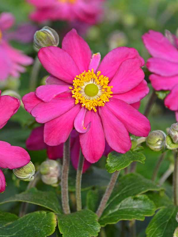 ANPA_0_Anemone_Pamina1_wg.jpg