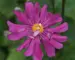 Anemone Prince-Henry