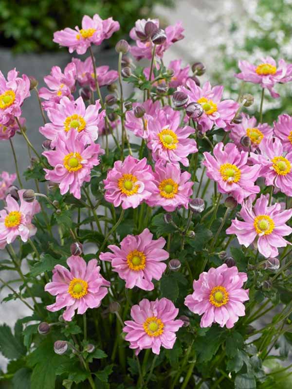 Anemone Pocahontas | Bluestone Perennials