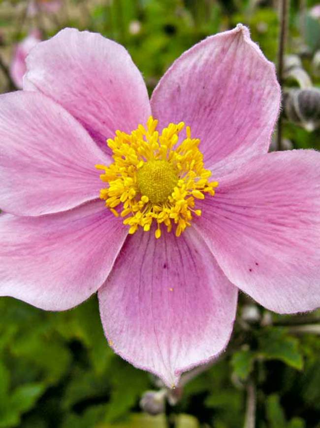 Anemone Pink Saucer