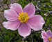 Anemone Pink Saucer