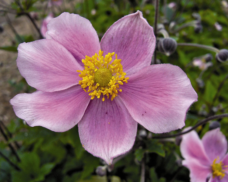 Anemone Pink Saucer -- Bluestone Perennials