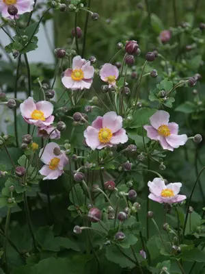 Link to Anemone Robustissima