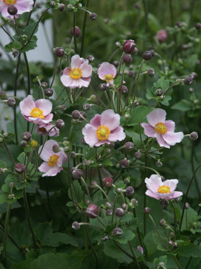 Anemone Robustissima