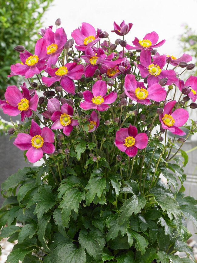 Anemone Fantasy Red Riding Hood