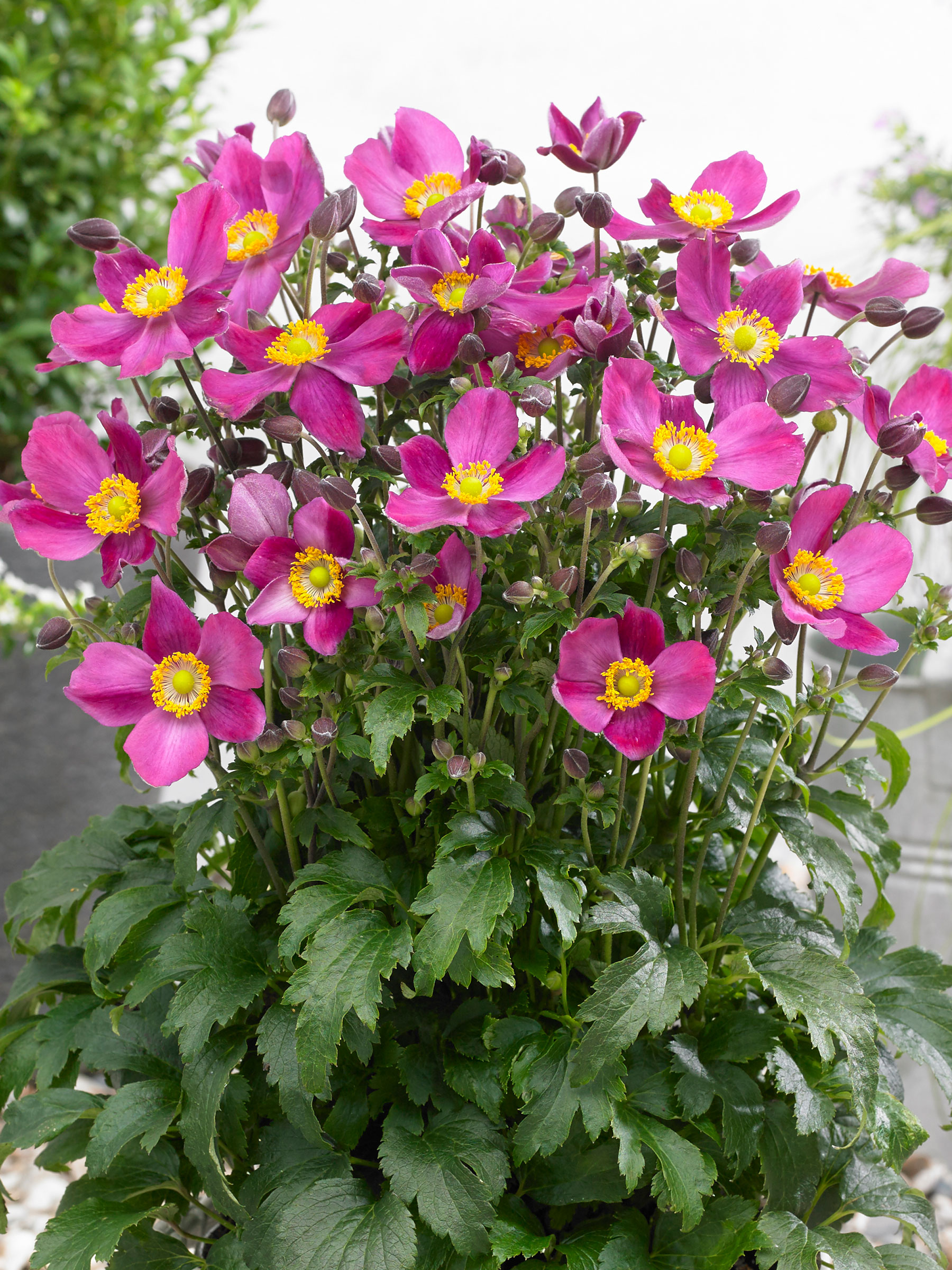 Anemone Fantasy Red Riding Hood | Bluestone Perennials