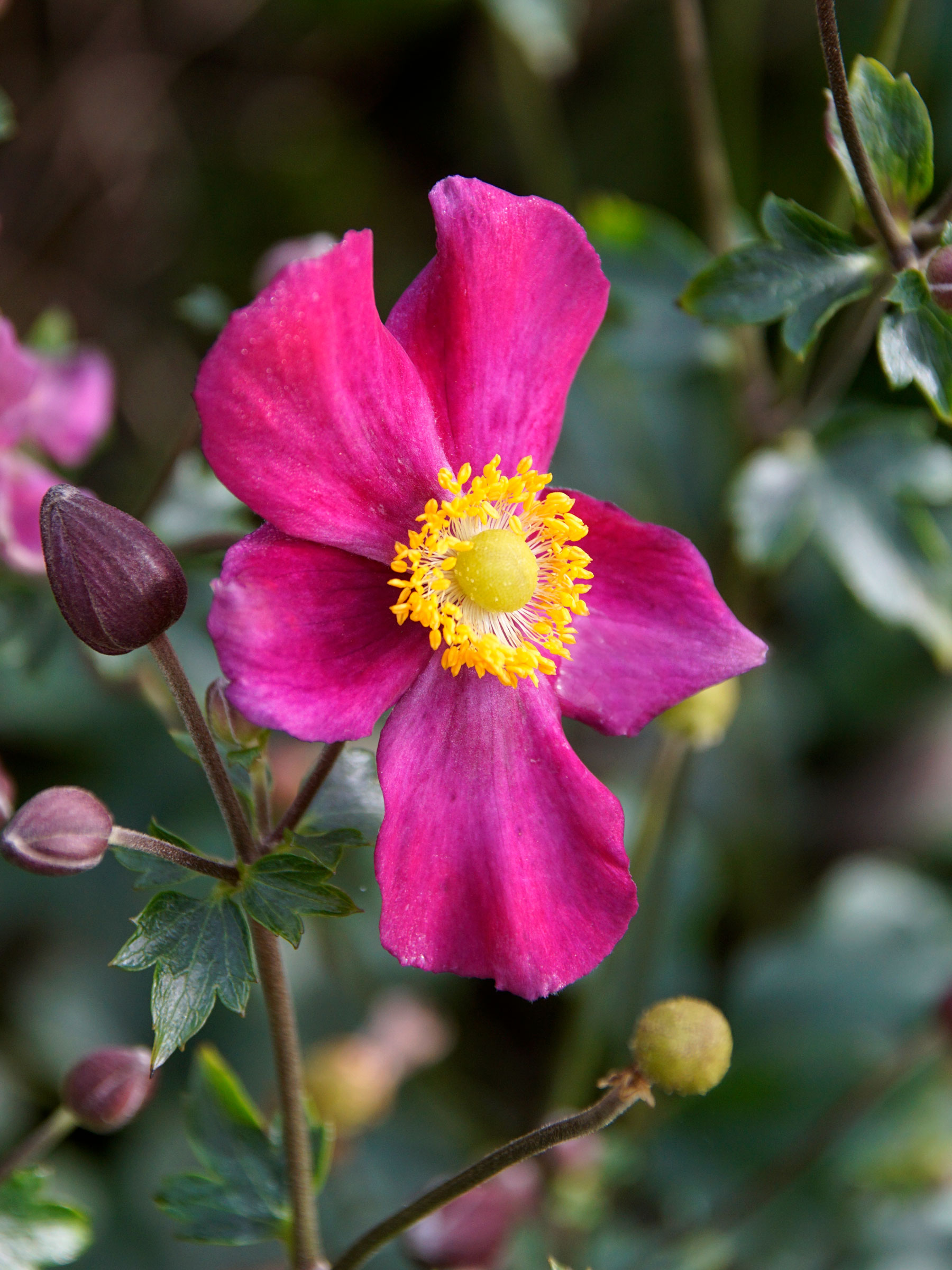 265　アネモネ Anemone Fantasy Red Riding Hood | Bluestone Perennials