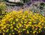 Anthemis Sancti-Johannis
