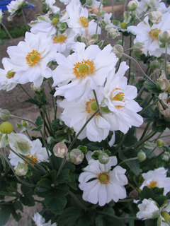 Anemone